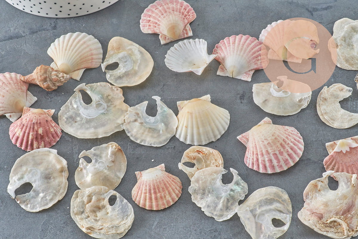 Coquillage Saint-Jacques naturelles rose blanc 30-50mm France, x2 (G11391) VALIDE-coquillage-Gingerlily Perles