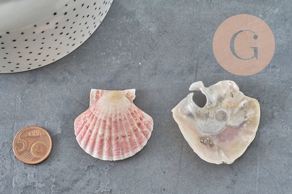Coquillage Saint-Jacques naturelles rose blanc 30-50mm France, x2 (G11391) VALIDE-coquillage-Gingerlily Perles