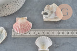 Coquillage Saint-Jacques naturelles rose blanc 30-50mm France, x2 (G11391) VALIDE-coquillage-Gingerlily Perles