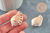 Coquillage naturel Conch percé 30-55mm, x5 (G0467)