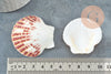 Coquillage naturel coque saint jacques, pendentif coquillage,coquillage bijou,coquillage naturel, x2 G1753