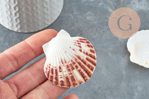 Coquillage naturel coque saint jacques, pendentif coquillage,coquillage bijou,coquillage naturel, x2 G1753