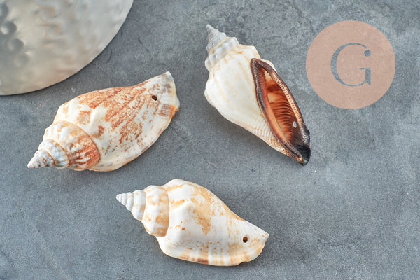 Coquillage naturel spirale Conch percé 37mm, x5 (G1659)