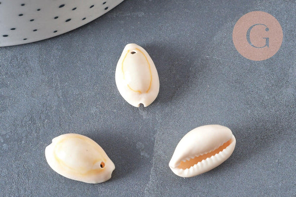 Coquillages cauris naturels percés, x10-50-100 ou 200 (G0583)