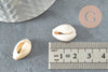 Coquillages cauris ouverts 15mm, x10 ou x50 (G2033)
