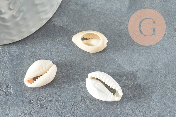 Coquillages cauris ouverts 15mm, x10 ou x50 (G2033)