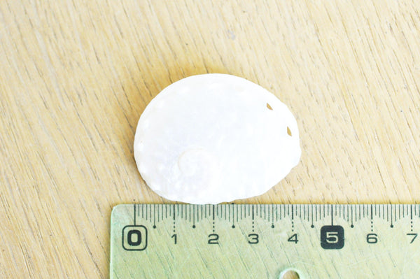 EP coquillage naturel blanc nacré HALIOTIS OVINA, bijou coquillage naturel,3.5-5cm, x1 G4164