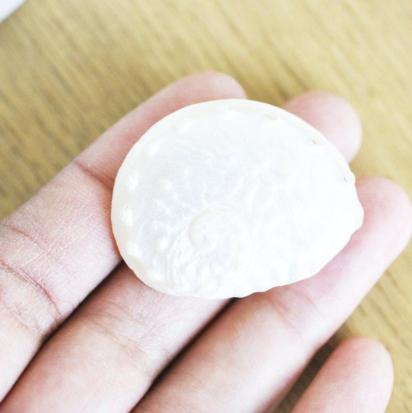 EP coquillage naturel blanc nacré HALIOTIS OVINA, bijou coquillage naturel,3.5-5cm, x1 G4164