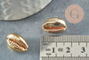 Pendentif coquillage cauri doré clair fermé,coquillage naturel,cauri doré,coquillage or,16mm,1 trou, x5 (G4854)