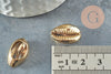 Pendentif coquillage cauri naturel doré clair20mm, x5 (G1121)