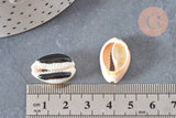Pendentif coquillage cauri naturel resine noir 19mm, coquillage naturel pour création bijoux coquillage, x5 (G4407)