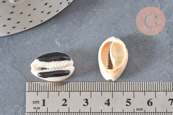 Pendentif coquillage cauri naturel resine noir 19mm, coquillage naturel pour création bijoux coquillage, x5 (G4407)