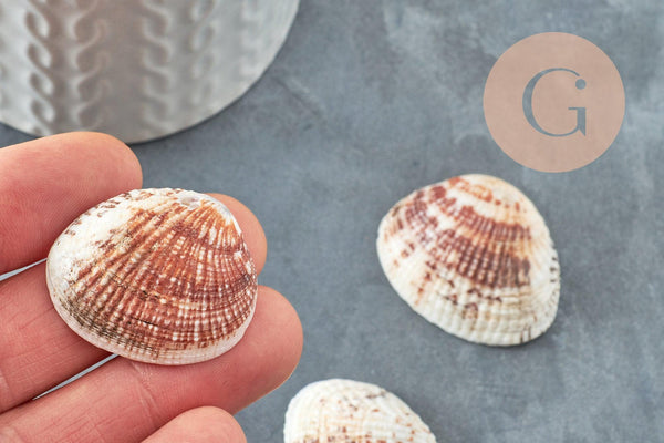 Pendentif coquillage naturel 21-29mm,Pendentif coquillage naturel pour création bijoux, x2 (G7312)