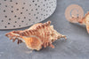 Pendentif coquillage naturel Conch doré, fourniture créative, pendentif doré, création bijoux, coquillage bijou,coquillage or,40-65mm-G1387