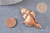 Pendentif coquillage naturel Conch doré, fourniture créative, pendentif doré, création bijoux, coquillage bijou,coquillage or,40-65mm-G1387
