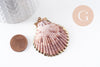 Pendentif coquillage naturel coque doré, pendentif doré, coquillage bijou,coquillage or,50mm x1 (G0933)