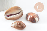 Pendentif coquillage naturel marron, coquillage porcelaine, pendentif coquillage, création coquillage bijou, x1 G0707