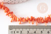 Perles en corail orange, corail naturel, perle coquillage orange, fil de 38cm, x1 (G6747)
