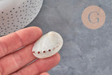 EP concha natural blanca nacarada HALIOTIS ASININA 50-70mm, joyería de concha natural, x1 (G4163)