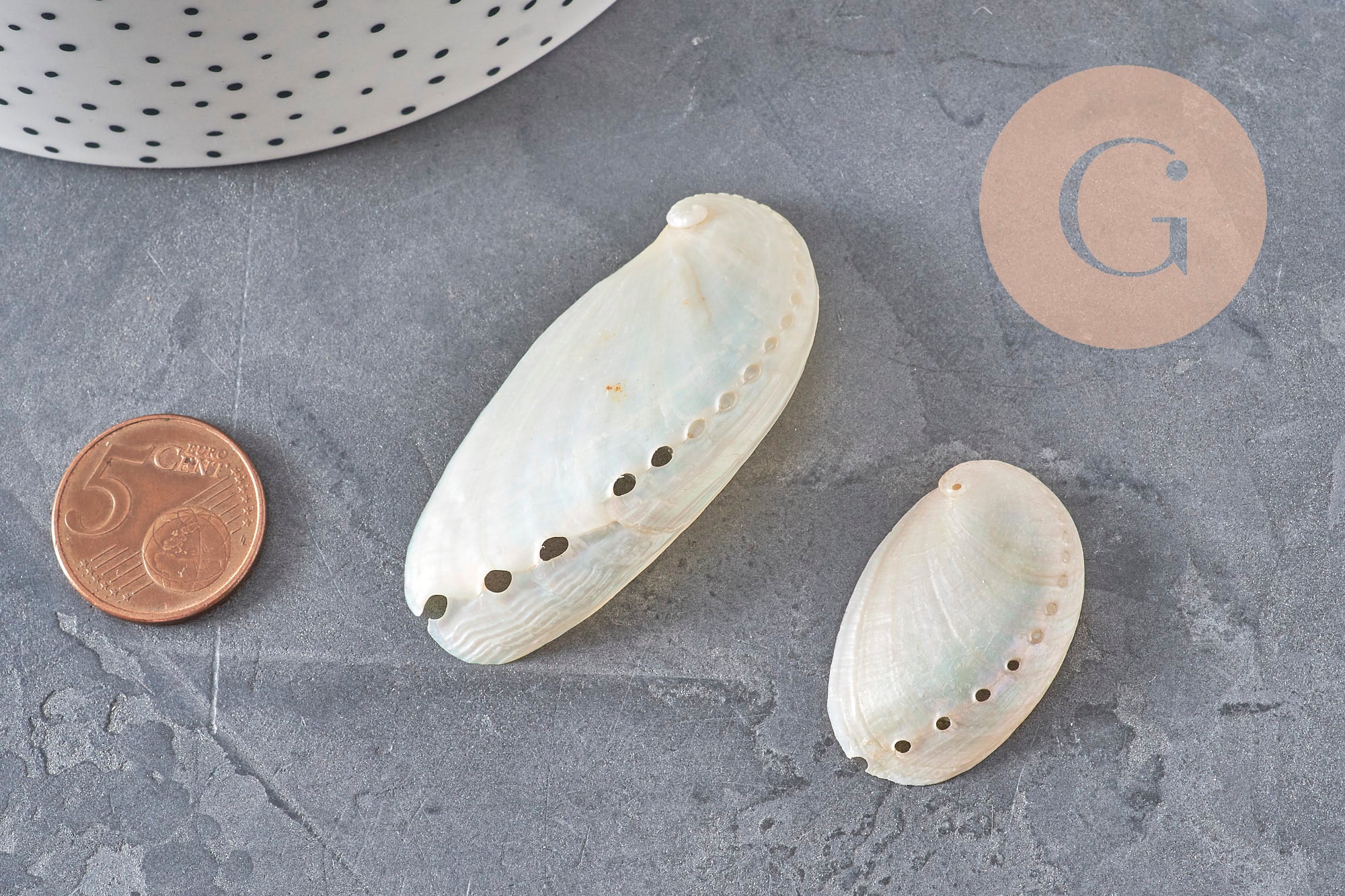EP natural pearly white shell HALIOTIS ASININA 50-70mm, natural shell jewelry, x1 (G4163)