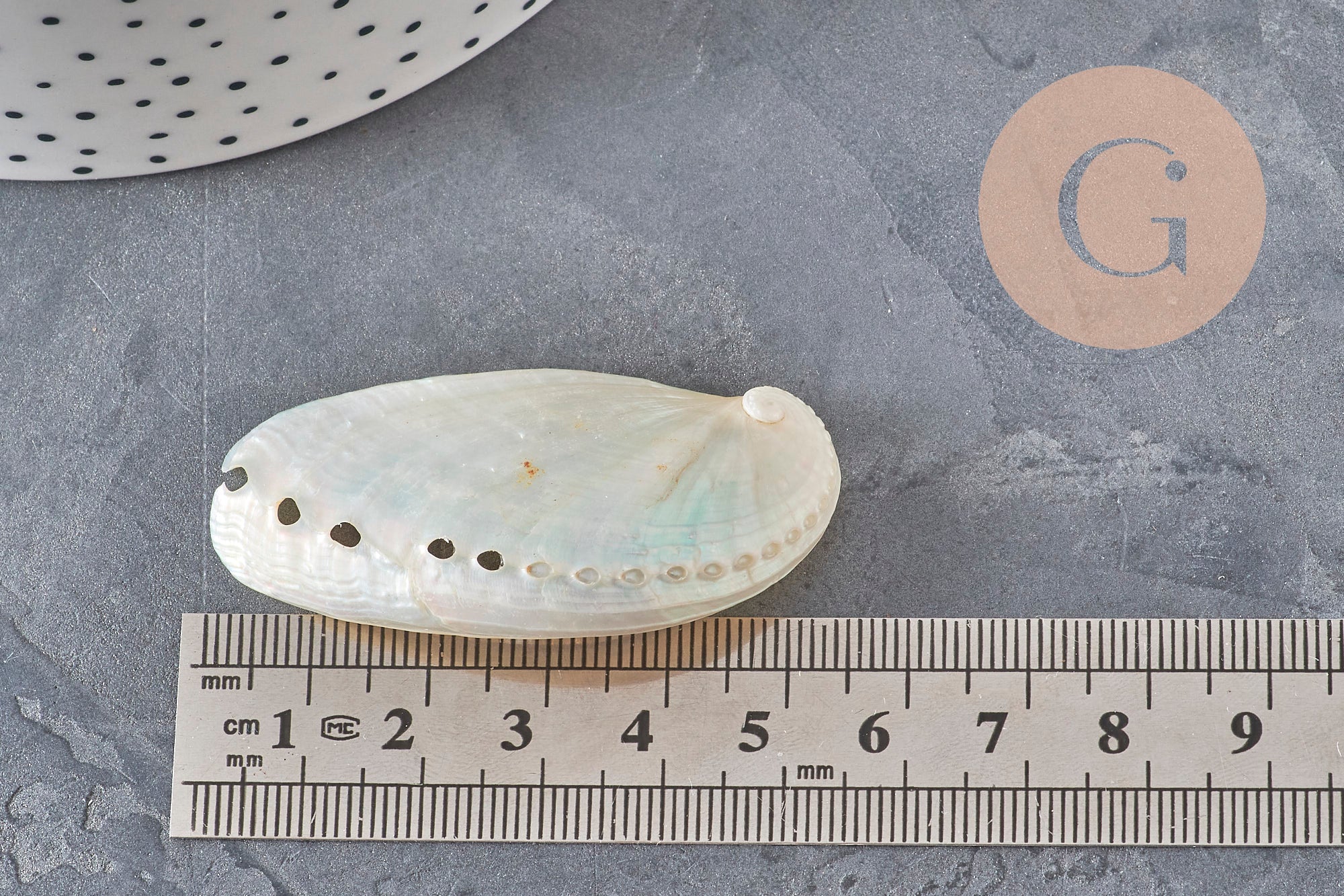 EP natural pearly white shell HALIOTIS ASININA 50-70mm, natural shell jewelry, x1 (G4163)