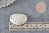 EP natural pearly white shell HALIOTIS ASININA 50-70mm, natural shell jewelry, x1 (G4163)