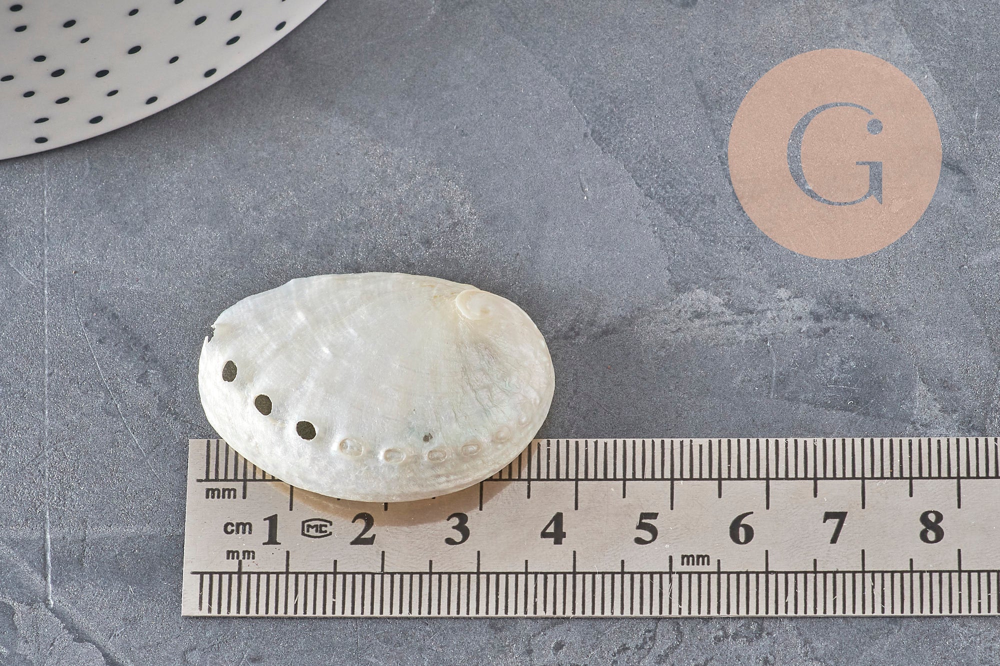 EP natural pearly white shell HALIOTIS ASININA 50-70mm, natural shell jewelry, x1 (G4163)