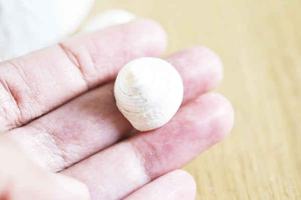 coquillage naturel blanc nacré escargot de mer Tectus Conus 4-5cm, x1 (G4164)
