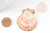 Pendentif coquillage naturel rouge orange jaune laiton doré 35~55mm, création bijoux coquillage naturel, X1 G9246
