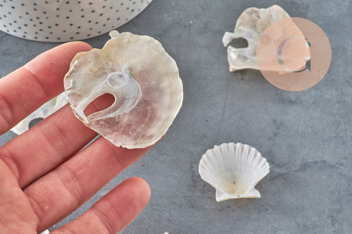 Coquillage Saint-Jacques naturelles rose blanc 30-50mm France, x2 (G11391) VALIDE-coquillage-Gingerlily Perles