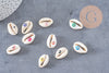 Coquillage cauris ouvert oeil chance 18-22mm,x10 (G2058)