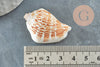 Coquillage naturel Conch percé 30-55mm, x5 (G0467)