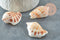 Coquillage naturel Conch percé 30-55mm, x5 (G0467)