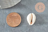 Coquillages cauris ouverts 15mm, x10 ou x50 (G2033)