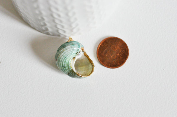 EP Pendentif coquillage naturel vert doré 25mm-G0609