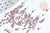 EP-Perles tube verre marron glacé métallisé mat façon Delica miyuki, x1 sachet de 8g (G7771)
