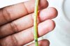 EP perles tube jade Australien vert1 3mm, x1 fil de 28 perles (G4016)