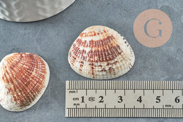 Pendentif coquillage naturel 21-29mm,Pendentif coquillage naturel pour création bijoux, x2 (G7312)