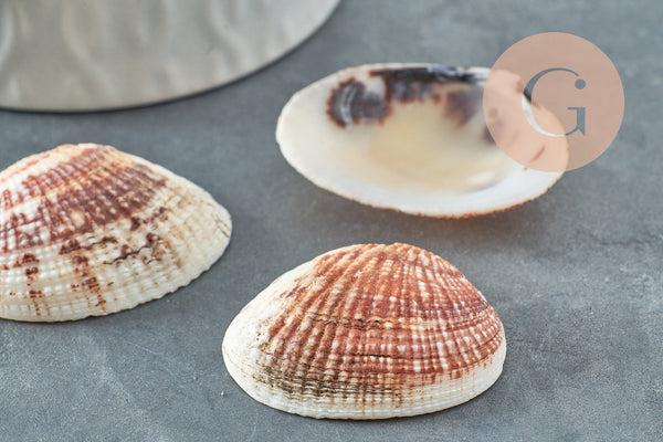 Pendentif coquillage naturel 21-29mm,Pendentif coquillage naturel pour création bijoux, x2 (G7312)