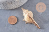 Pendentif coquillage naturel doré 50~64mm, x1 (G6465)
