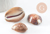 Pendentif coquillage naturel marron, coquillage porcelaine, pendentif coquillage, création coquillage bijou, x1 G0707