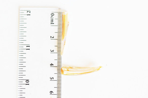 Perle dent coquillage naturel bleu 22-35mm, x10 (G5901)