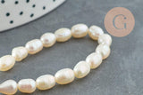 Perle naturelle blanche grain de riz 5-7mm grade A, x1 fil de 18cm (G6832)