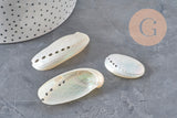 EP natural pearly white shell HALIOTIS ASININA 50-70mm, natural shell jewelry, x1 (G4163)