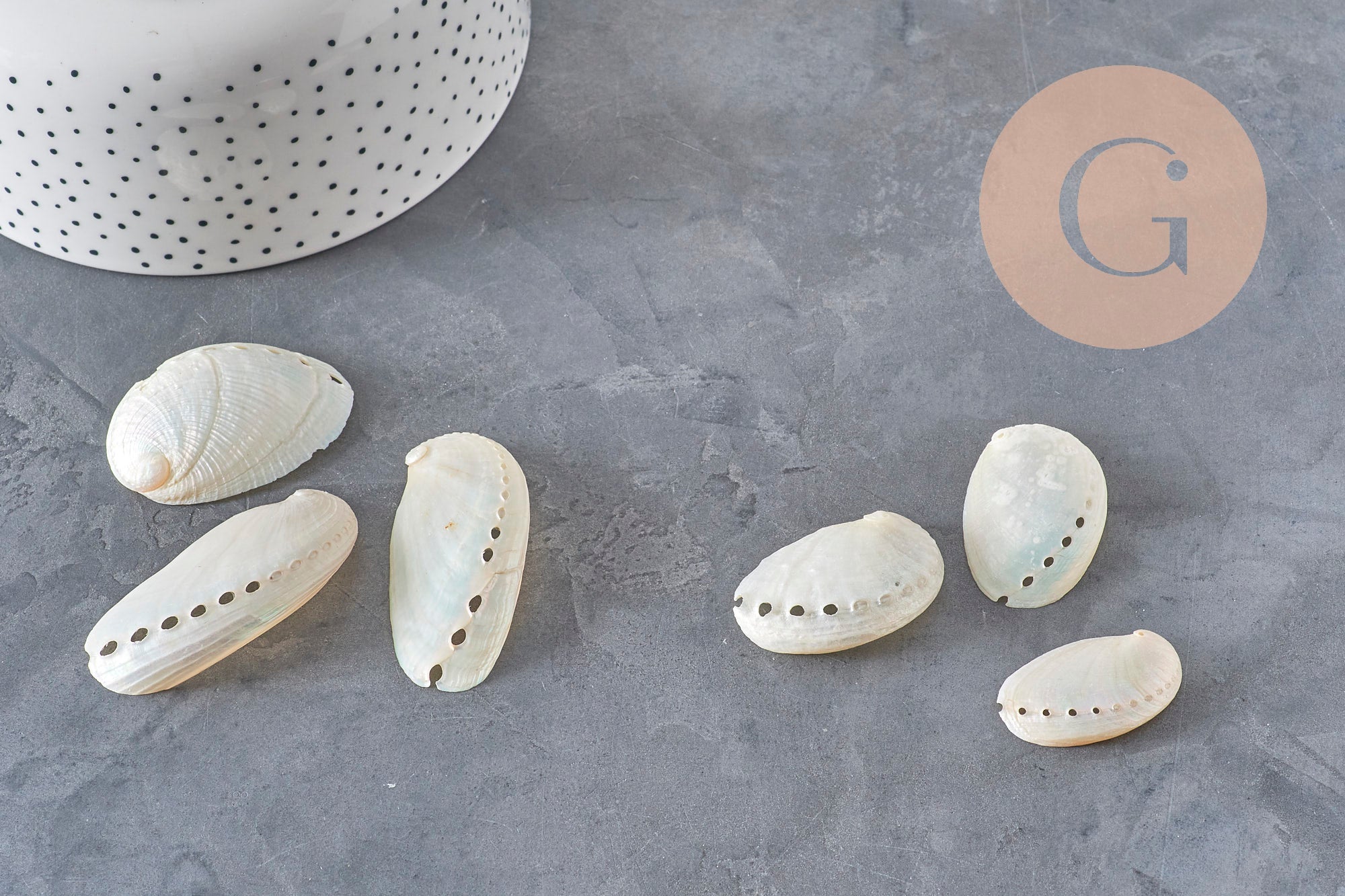 EP natural pearly white shell HALIOTIS ASININA 50-70mm, natural shell jewelry, x1 (G4163)