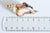 Pendentif coquillage naturel Conch doré, fourniture créative, pendentif doré, création bijoux, coquillage bijou,coquillage or,40-65mm-G1387